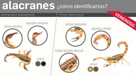 alacranes-web