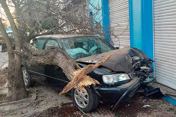 Conductor ebrio embistió un árbol y destruyó el auto